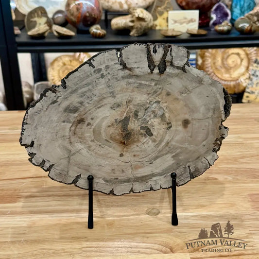 Madagascar Petrified Wood Slab 11.25’’ - Slab