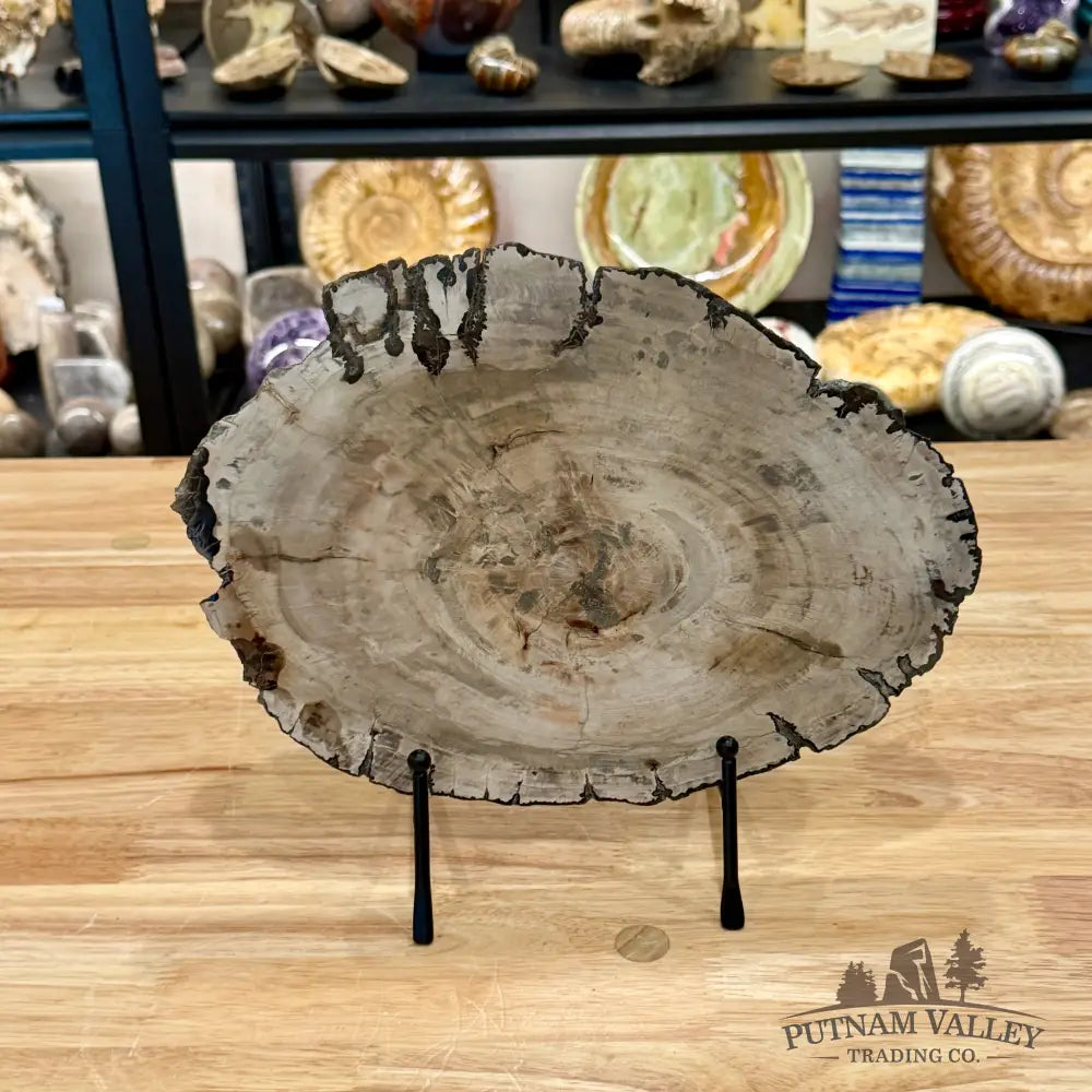 Madagascar Petrified Wood Slab 11.25’’ - Slab