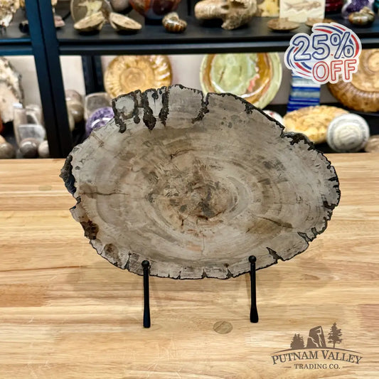 Madagascar Petrified Wood Slab 11.25’’ - Slab