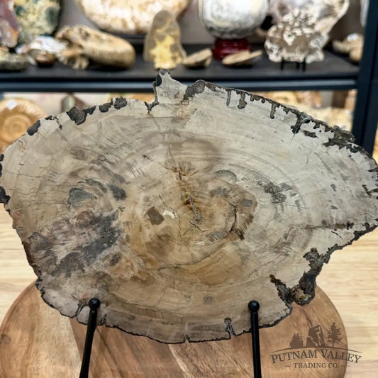 Madagascar Petrified Wood Slab 11.26’’ - Slab