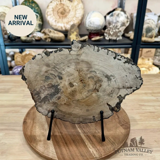 Madagascar Petrified Wood Slab 11.26’’ - Slab