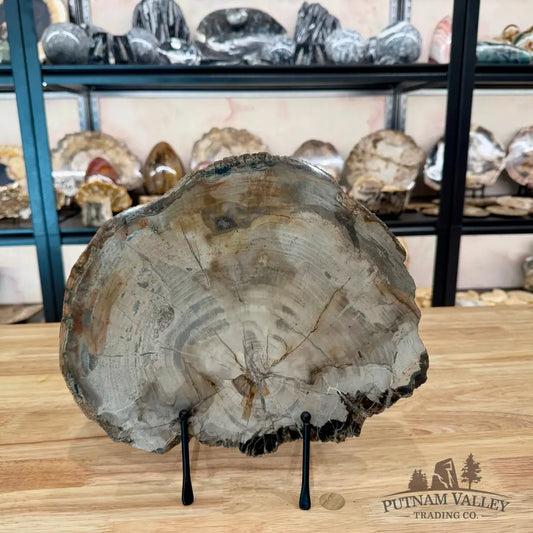 Madagascar Petrified Wood Slab 11.3’’ Slab