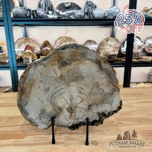 Madagascar Petrified Wood Slab 11.3’’ Slab
