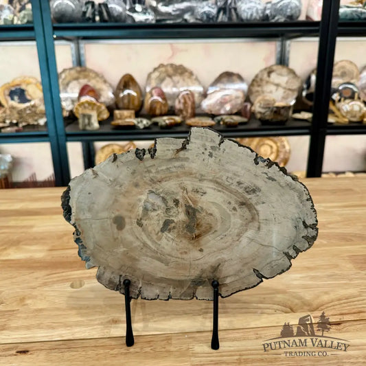 Madagascar Petrified Wood Slab 11.36’’ Slab