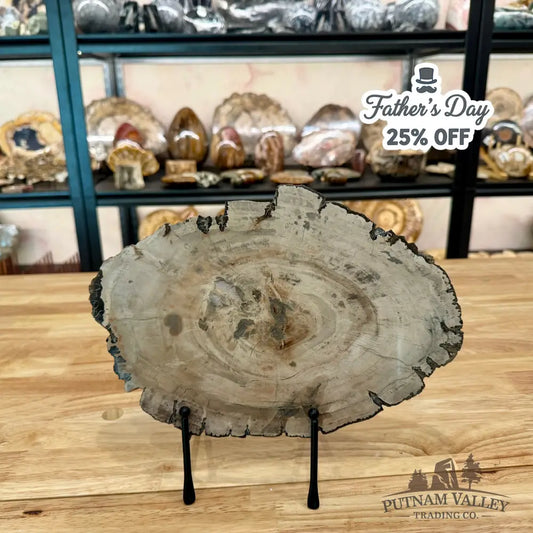 Madagascar Petrified Wood Slab 11.36’’ Slab