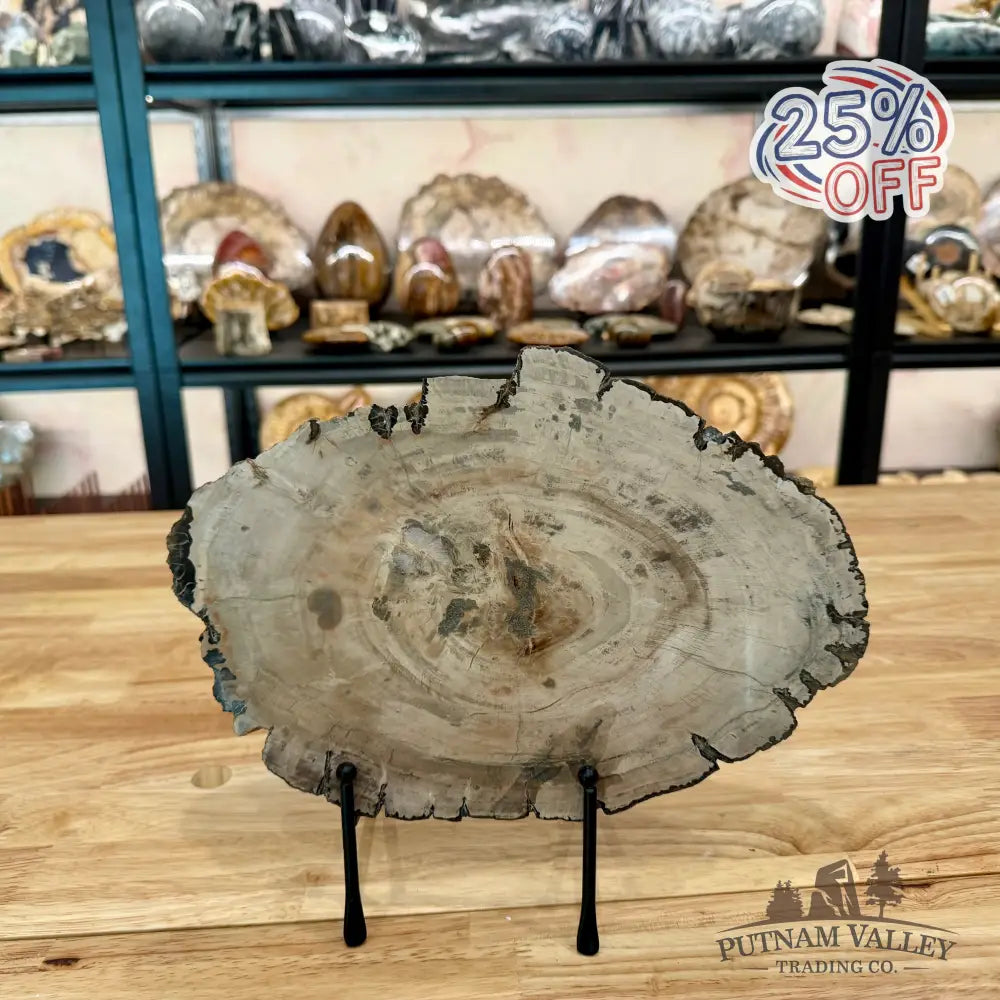 Madagascar Petrified Wood Slab 11.36’’ Slab