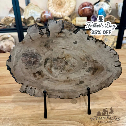 Madagascar Petrified Wood Slab 11.5’’ - Slab