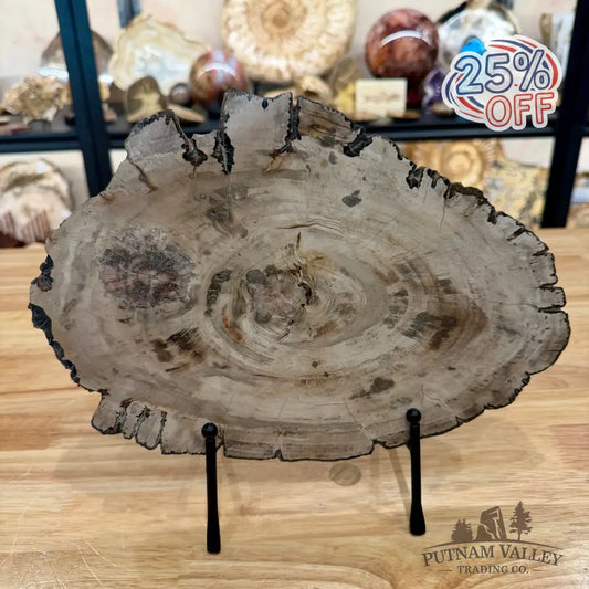 Madagascar Petrified Wood Slab 11.5’’ - Slab