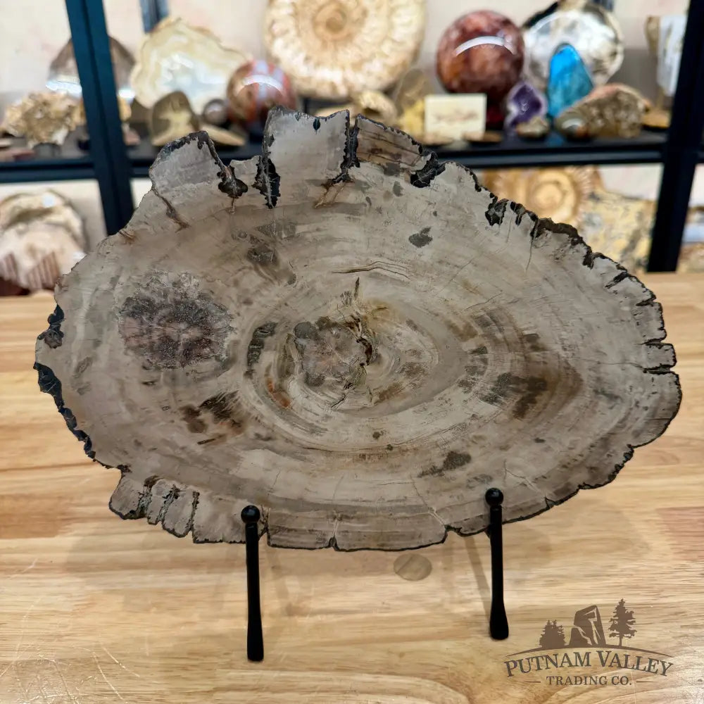 Madagascar Petrified Wood Slab 11.5’’ - Slab