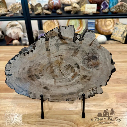 Madagascar Petrified Wood Slab 11.5’’ - Slab