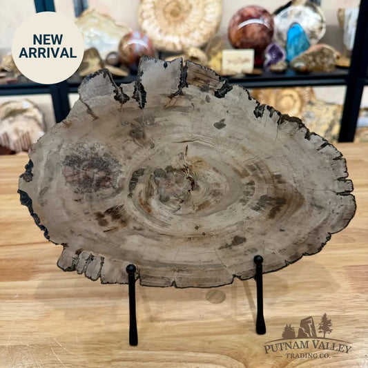 Madagascar Petrified Wood Slab 11.5’’ - Slab