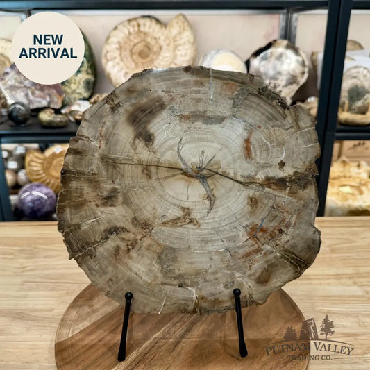 Madagascar Petrified Wood Slab 11.98’’ - Slab