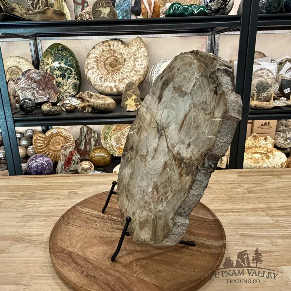 Madagascar Petrified Wood Slab 11.98’’ - Slab