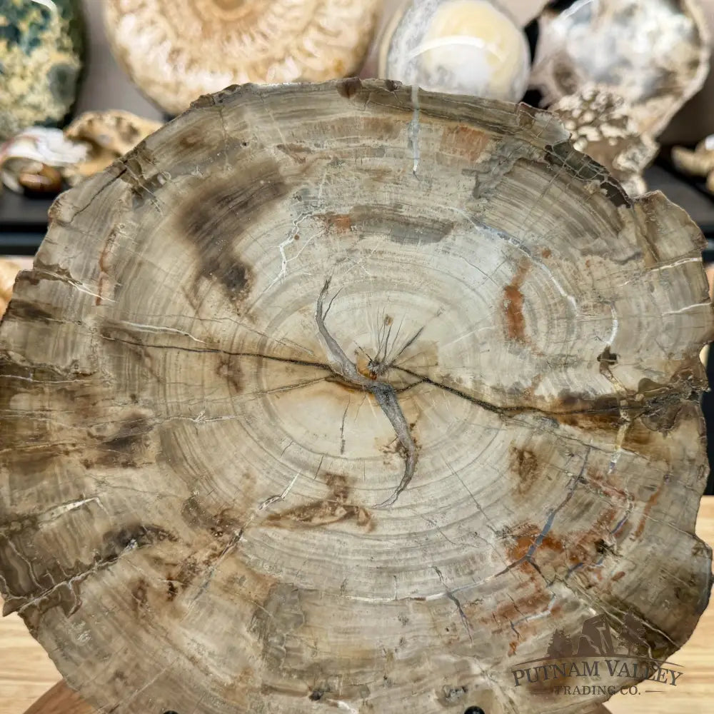 Madagascar Petrified Wood Slab 11.98’’ - Slab