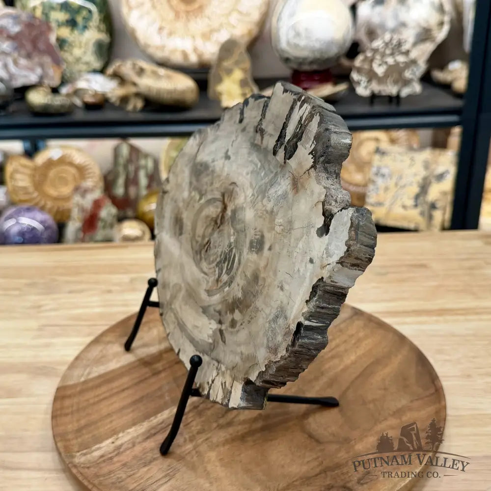 Madagascar Petrified Wood Slab 12’’ - Slab