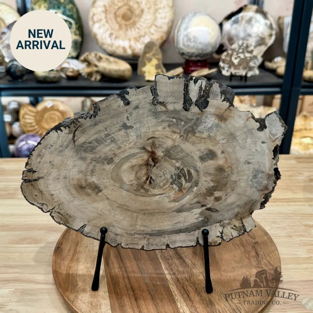 Madagascar Petrified Wood Slab 12’’ - Slab
