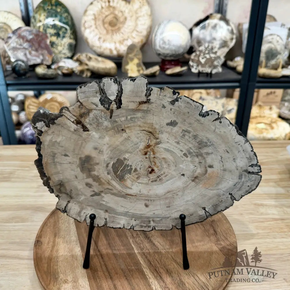 Madagascar Petrified Wood Slab 12’’ - Slab