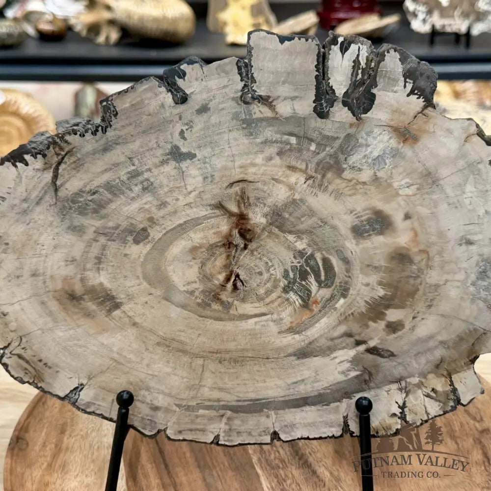 Madagascar Petrified Wood Slab 12’’ - Slab