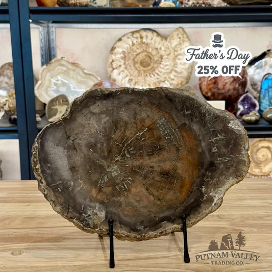 Madagascar Petrified Wood Slab 13’’ - Slab