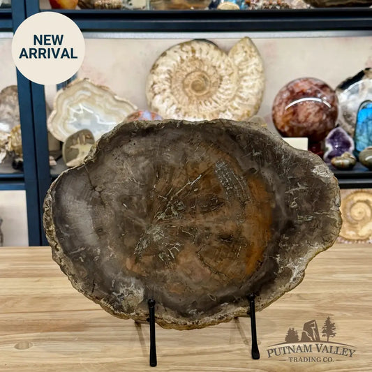 Madagascar Petrified Wood Slab 13’’ - Slab