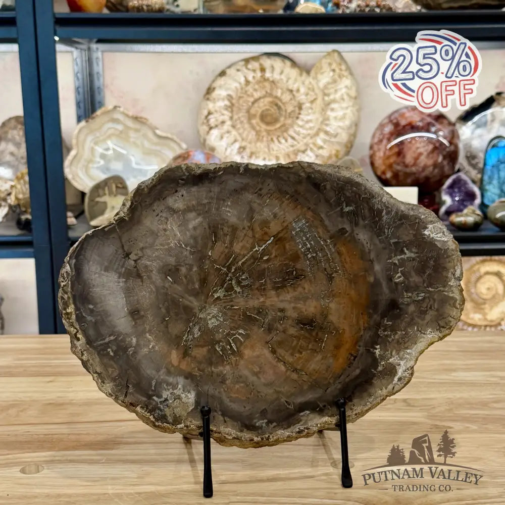 Madagascar Petrified Wood Slab 13’’ - Slab