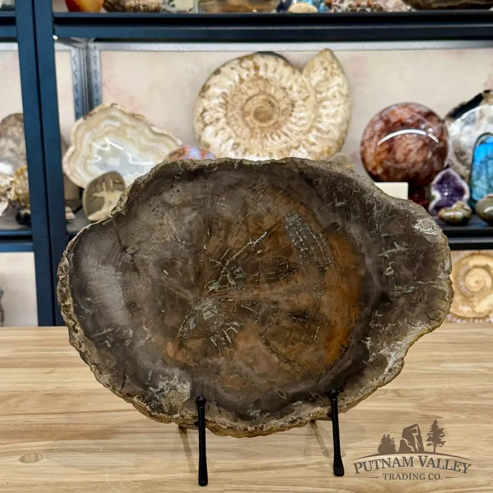 Madagascar Petrified Wood Slab 13’’ - Slab