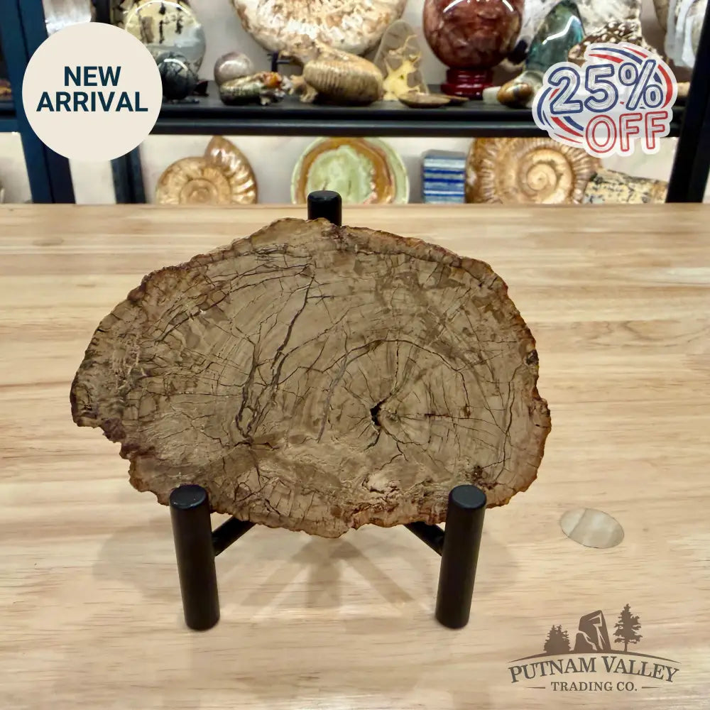 Madagascar Petrified Wood Slab 4.67’’ - Slab