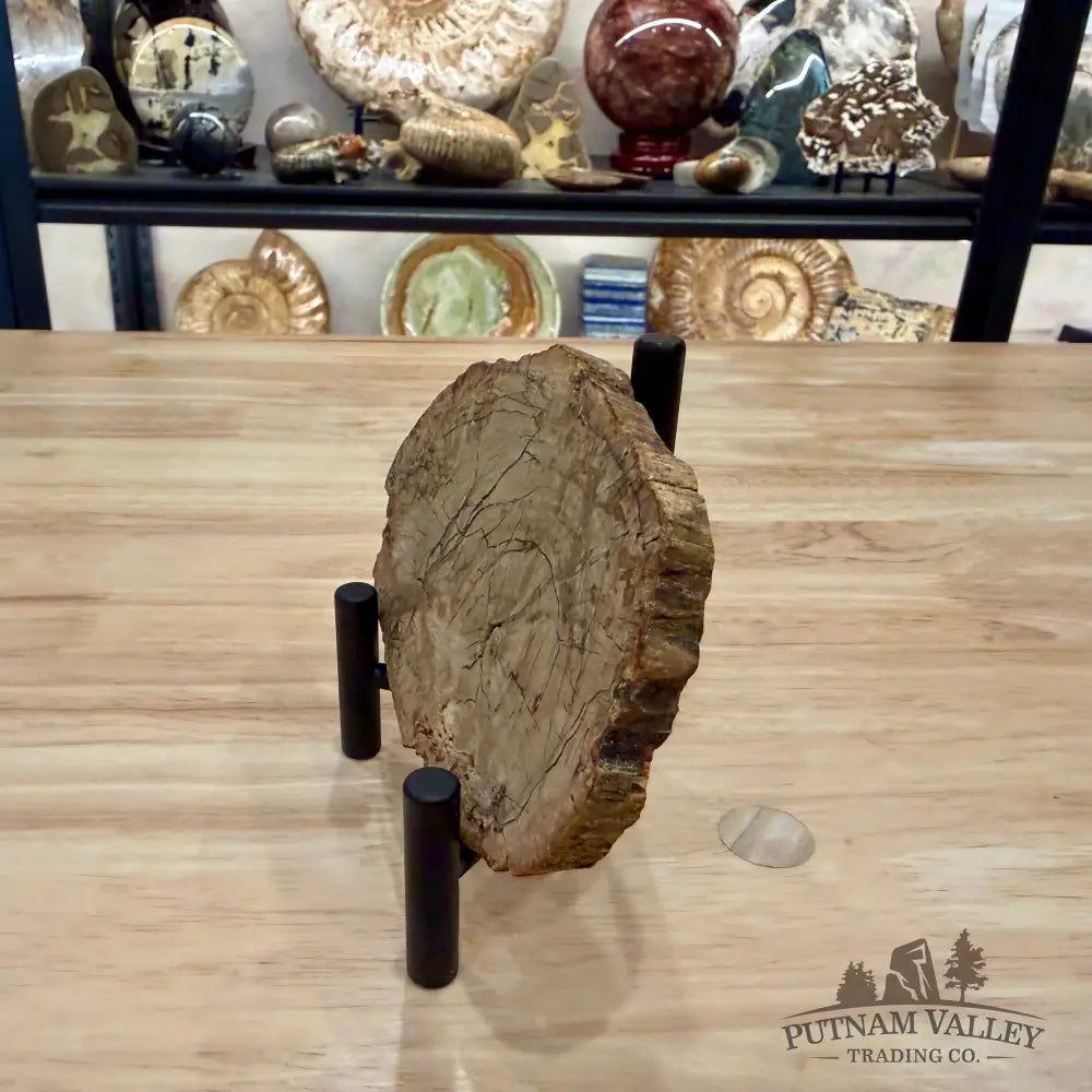Madagascar Petrified Wood Slab 4.67’’ - Slab