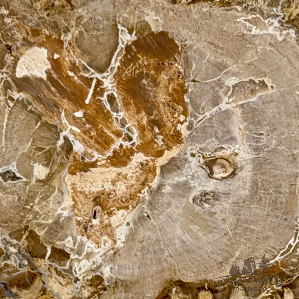 Madagascar Petrified Wood Slab 5’’ - Slab
