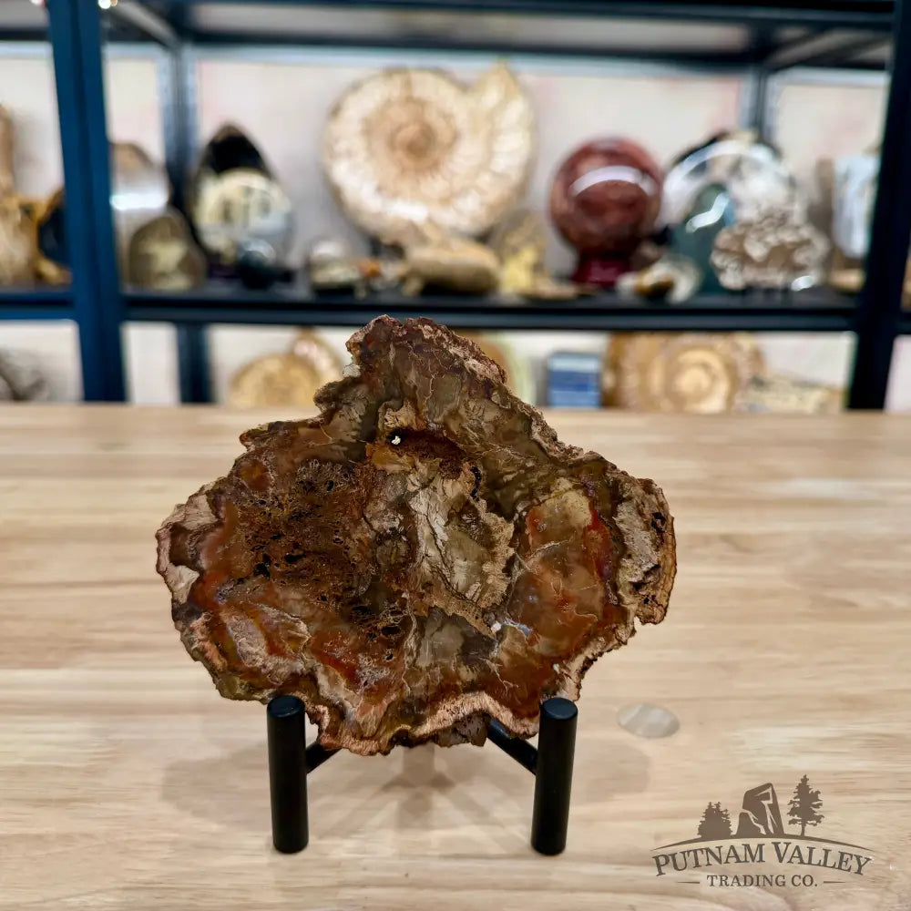 Madagascar Petrified Wood Slab 5.24’’ - Slab