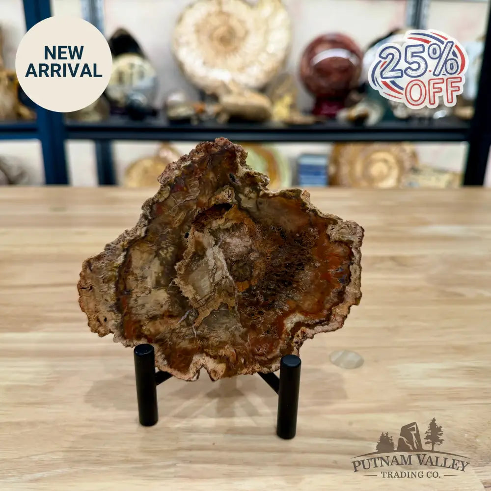 Madagascar Petrified Wood Slab 5.24’’ - Slab