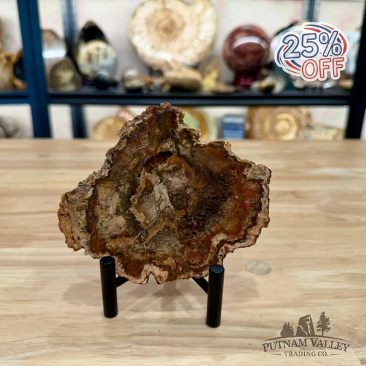 Madagascar Petrified Wood Slab 5.24’’ - Slab