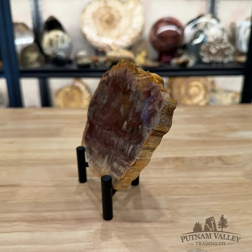 Madagascar Petrified Wood Slab 5.25’’ - Slab