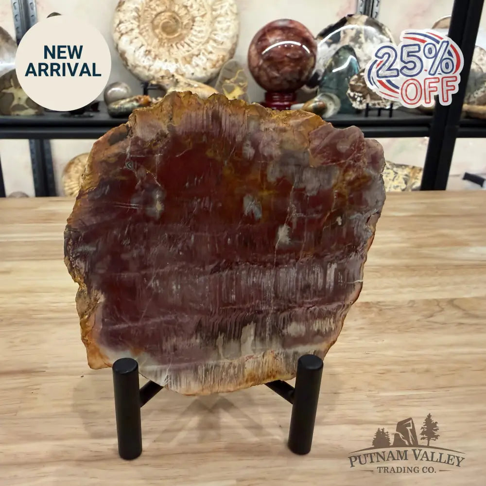 Madagascar Petrified Wood Slab 5.25’’ - Slab