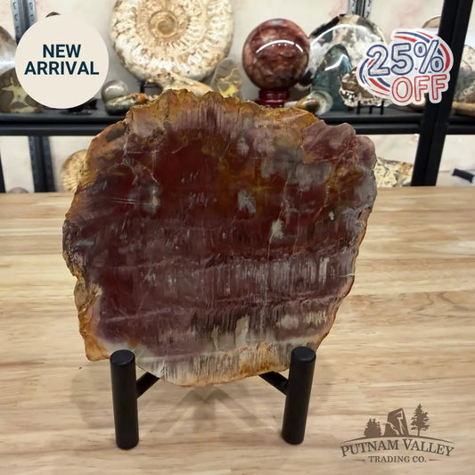 Madagascar Petrified Wood Slab 5.25’’ - Slab