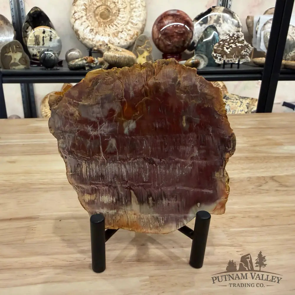 Madagascar Petrified Wood Slab 5.25’’ - Slab