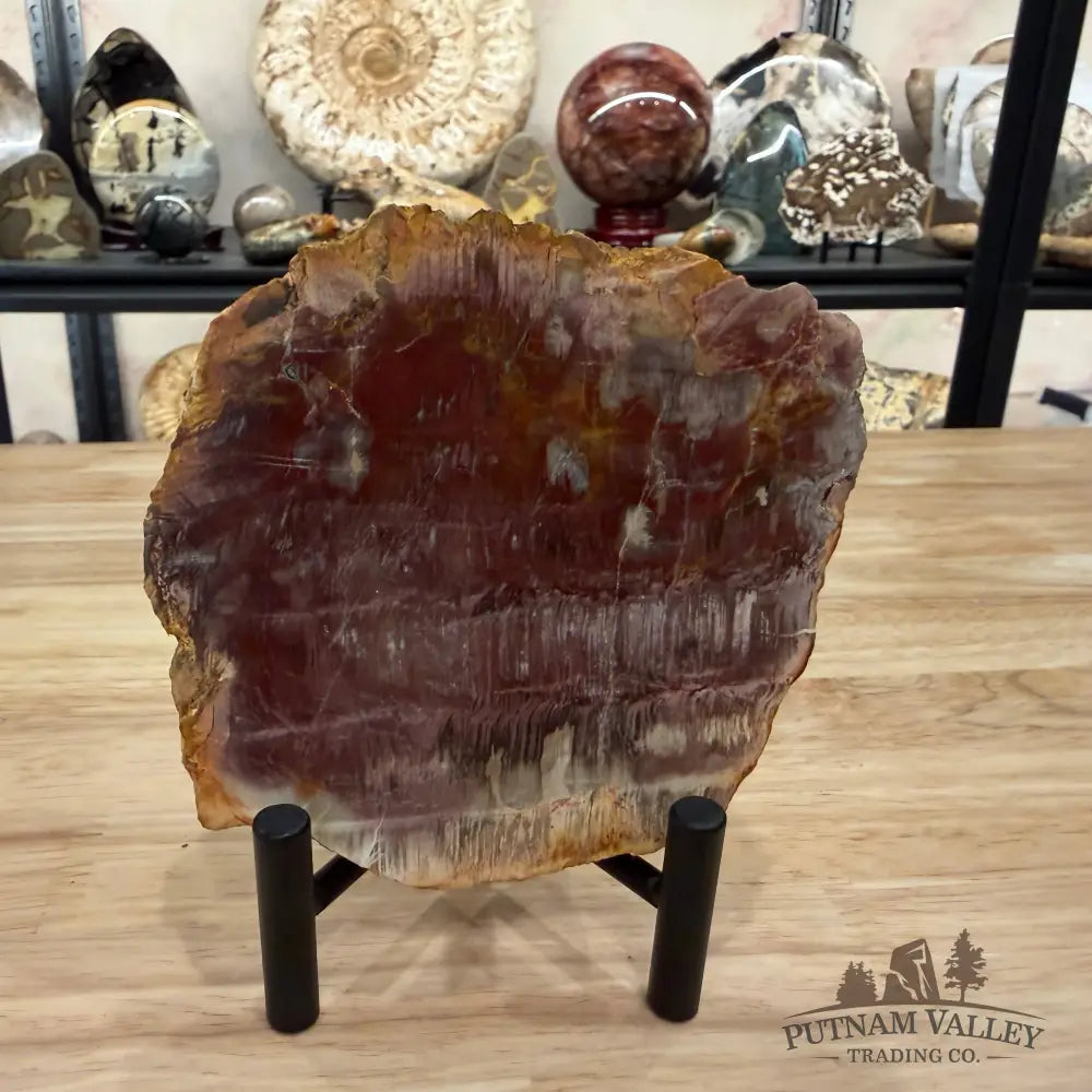 Madagascar Petrified Wood Slab 5.25’’ - Slab