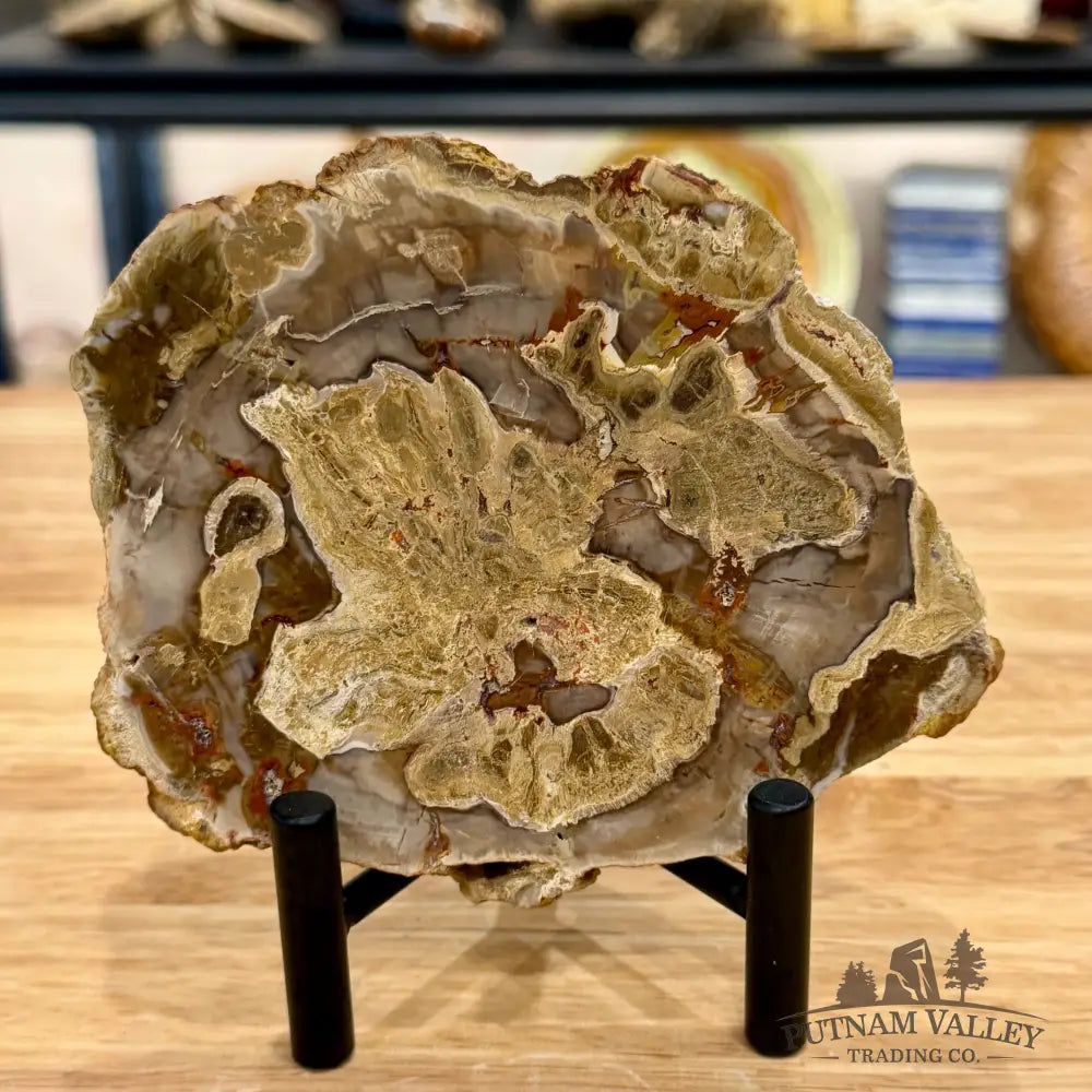 Madagascar Petrified Wood Slab 5.3’’ - Slab