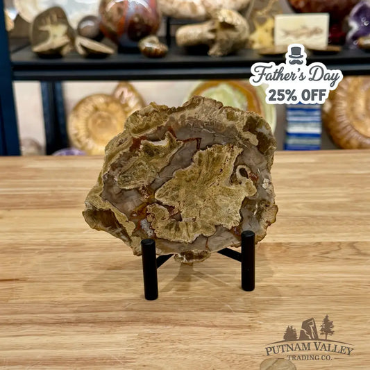 Madagascar Petrified Wood Slab 5.3’’ - Slab