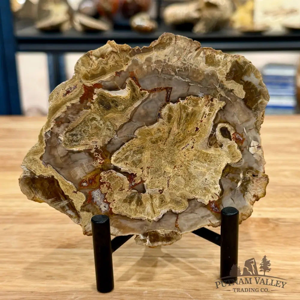 Madagascar Petrified Wood Slab 5.3’’ - Slab