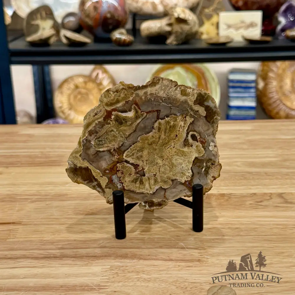 Madagascar Petrified Wood Slab 5.3’’ - Slab