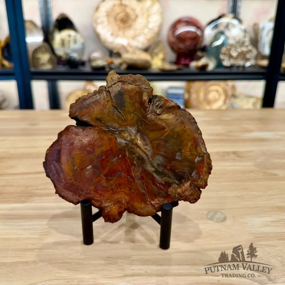 Madagascar Petrified Wood Slab 5.45’’ - Slab
