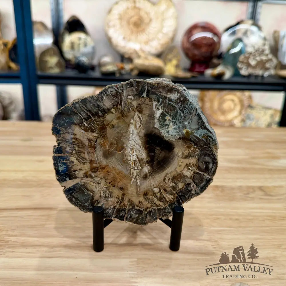Madagascar Petrified Wood Slab 5.51’’ - Slab
