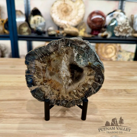 Madagascar Petrified Wood Slab 5.51’’ - Slab