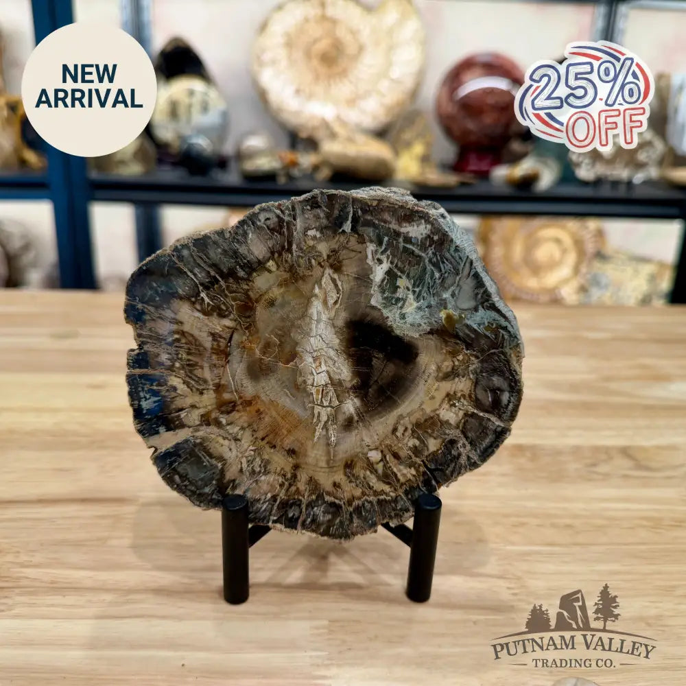 Madagascar Petrified Wood Slab 5.51’’ - Slab