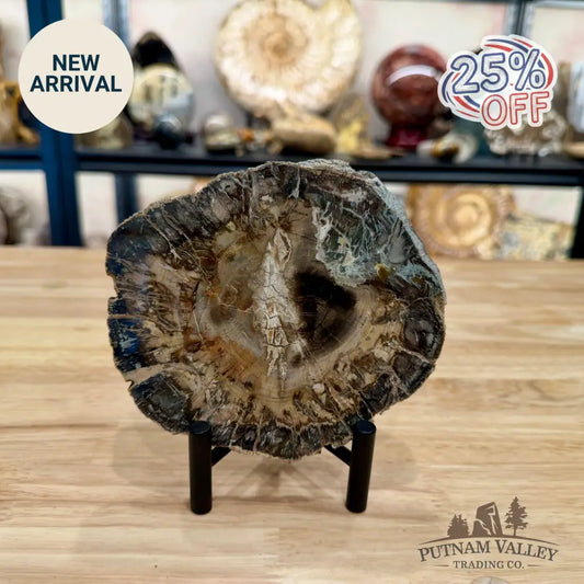 Madagascar Petrified Wood Slab 5.51’’ - Slab