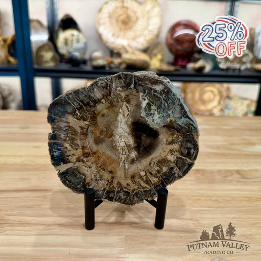 Madagascar Petrified Wood Slab 5.51’’ - Slab