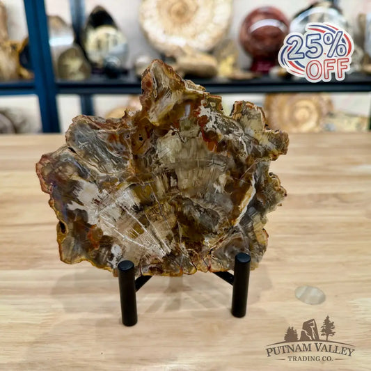 Madagascar Petrified Wood Slab 5.57’’ - Slab