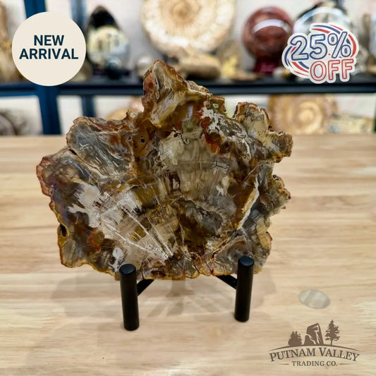 Madagascar Petrified Wood Slab 5.57’’ - Slab