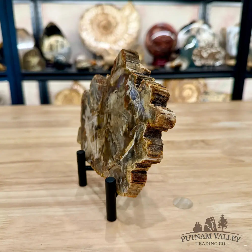 Madagascar Petrified Wood Slab 5.57’’ - Slab